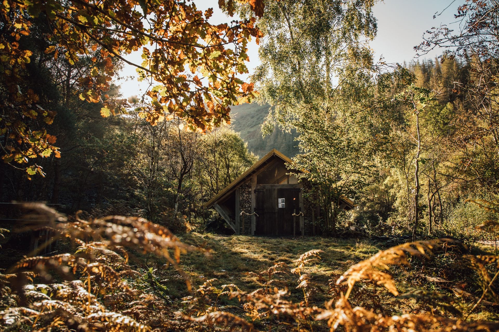 A rustic wooden cabin nestled deep within a Welsh woodland during autumn. The foreground is filled with golden-brown ferns catching the sunlight, while the trees surrounding the secluded cottage are vibrant with yellow and orange seasonal leaves.