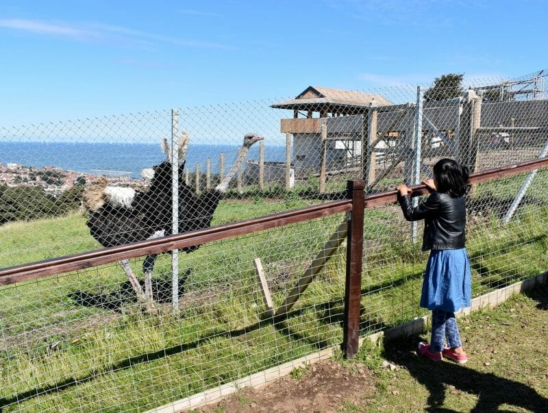 Child looking at ostrich through the cage in the Welsh Mountain Zoo, Wales, UK