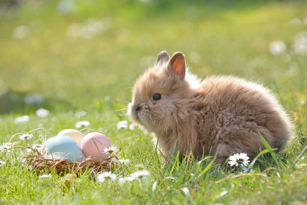 Cute, fluffy bunny next to 3 colourful Easter eggs in a basket