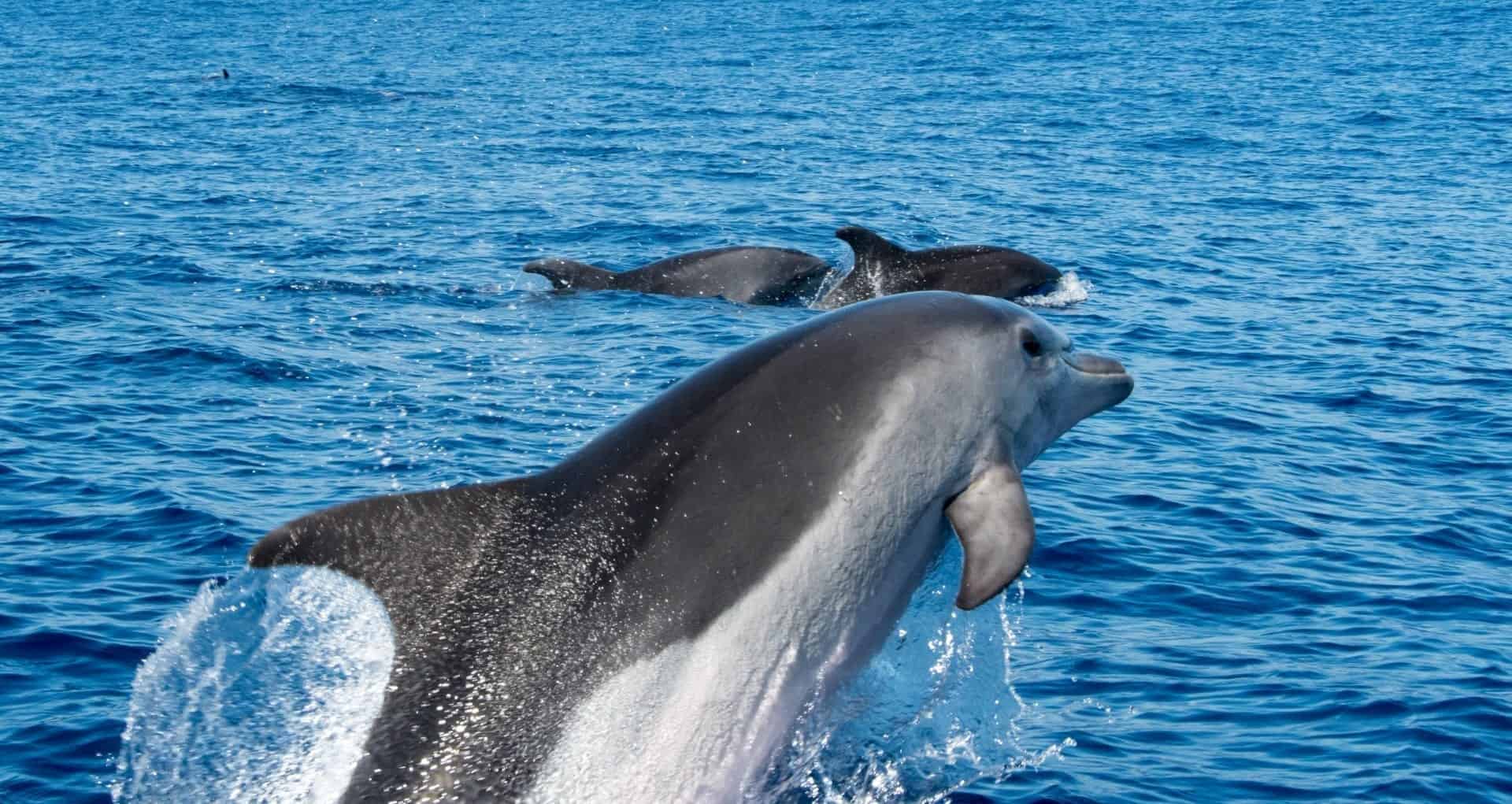 Three bottlenose dolphins swimming in the bright blue waters of Cardigan Bay, with one breaching the surface in the foreground.