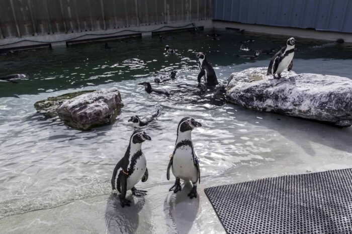 A group of Humboldt penguins swimming and standing by the pool in their enclosure at Folly Farm Adventure Park