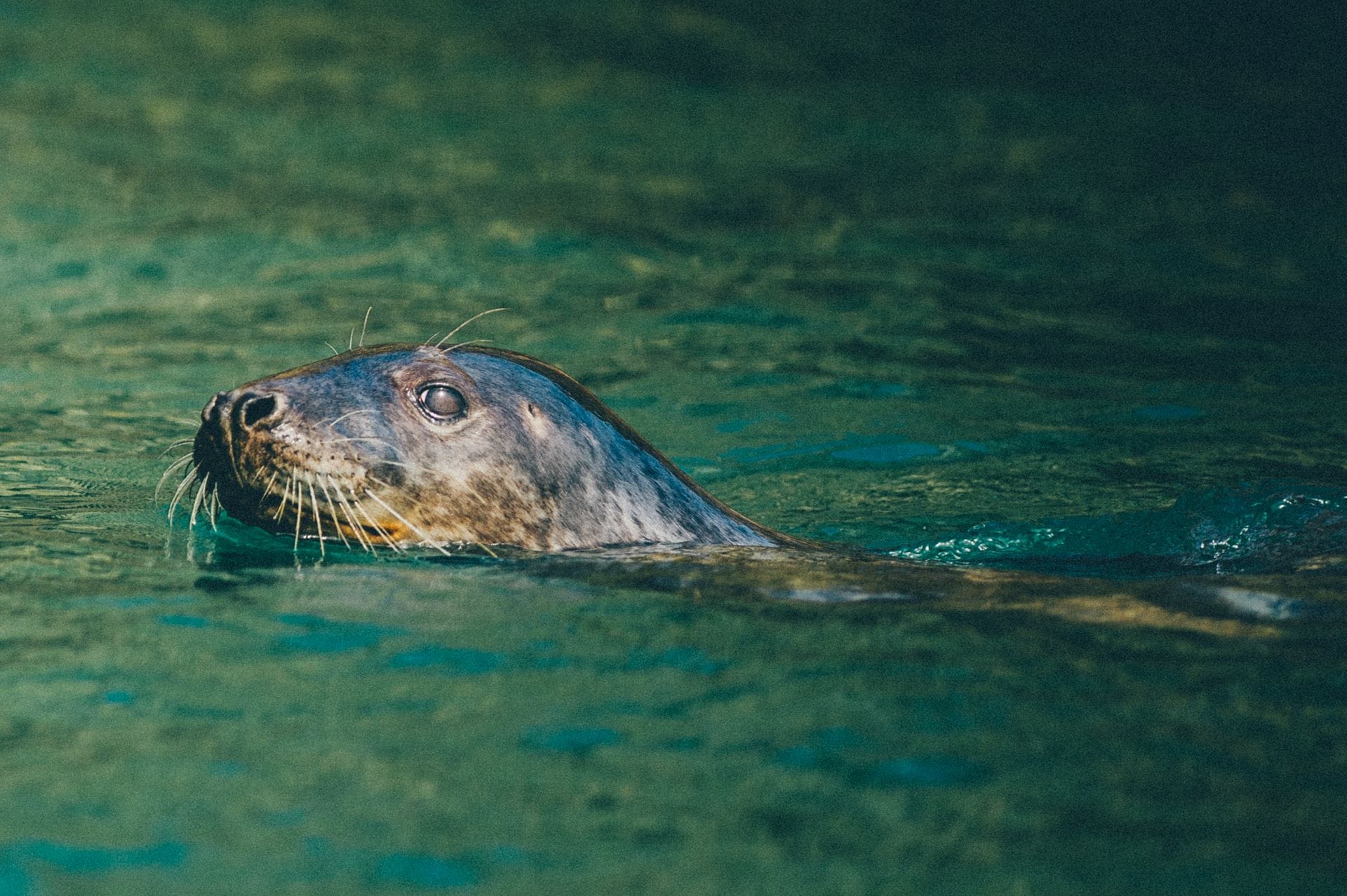 A close-up profile of an Atlantic grey seal with its head resting above the surface of shimmering, deep green water, highlighting its mottled fur, dark eye, and long whiskers.