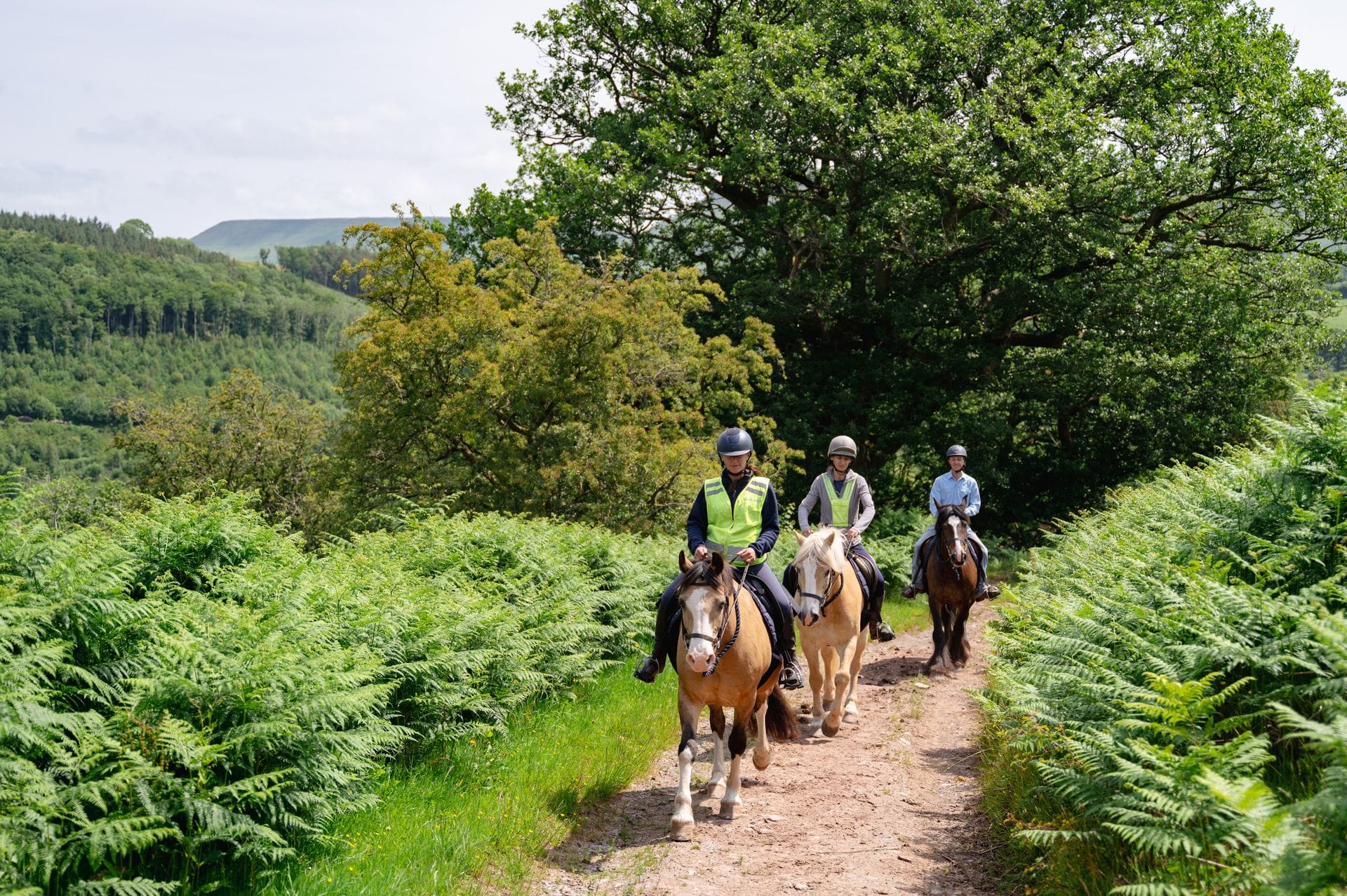 A group of three people wearing helmets enjoying horseback riding on a scenic dirt trail through a lush green forest. The path is bordered by vibrant, thick green ferns and large trees, with rolling woodland hills visible in the background under a bright sky.
