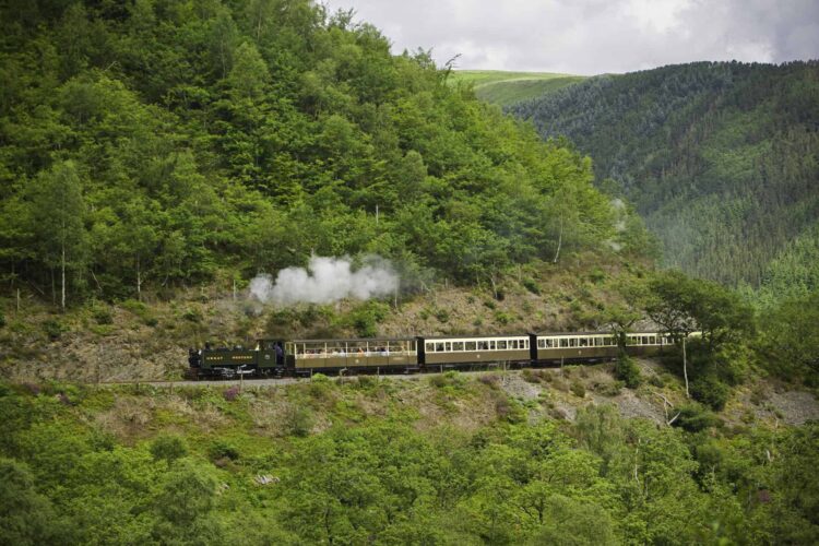 A vintage steam train puffing a plume of white smoke as it travels along the narrow tracks of the Vale of Rheidol Railway. The train is winding its way across a steep hillside covered in a dense, lush green forest under a cloudy sky.