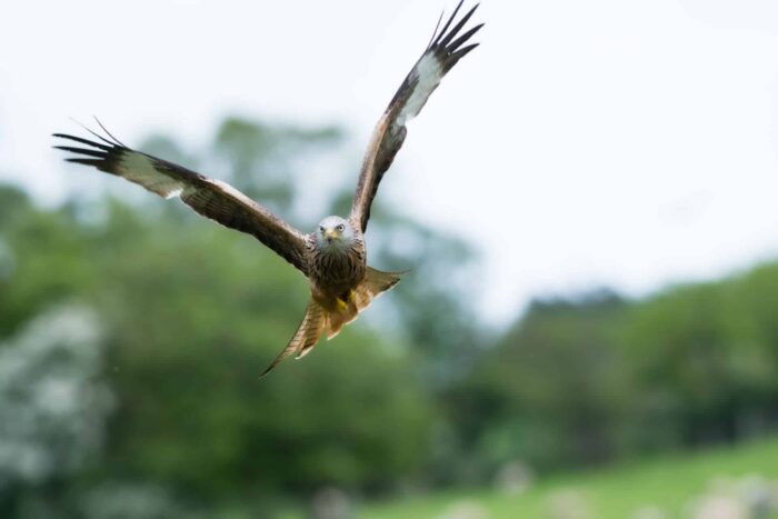 Red Kite soaring in the air with it's wings outstretched
