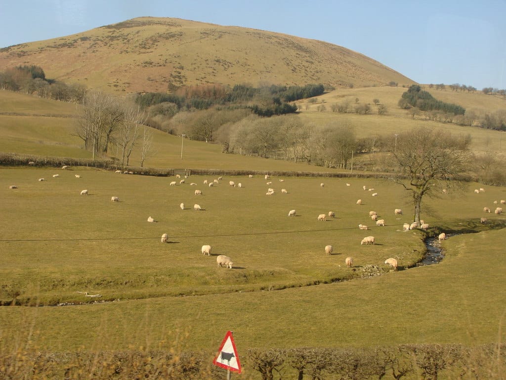 A scenic view of a rolling green pasture filled with dozens of grazing sheep, with a narrow stream winding along the right side. A large, rounded hill rises in the background, and a red triangular road sign warning of cows is visible in the bottom foreground.