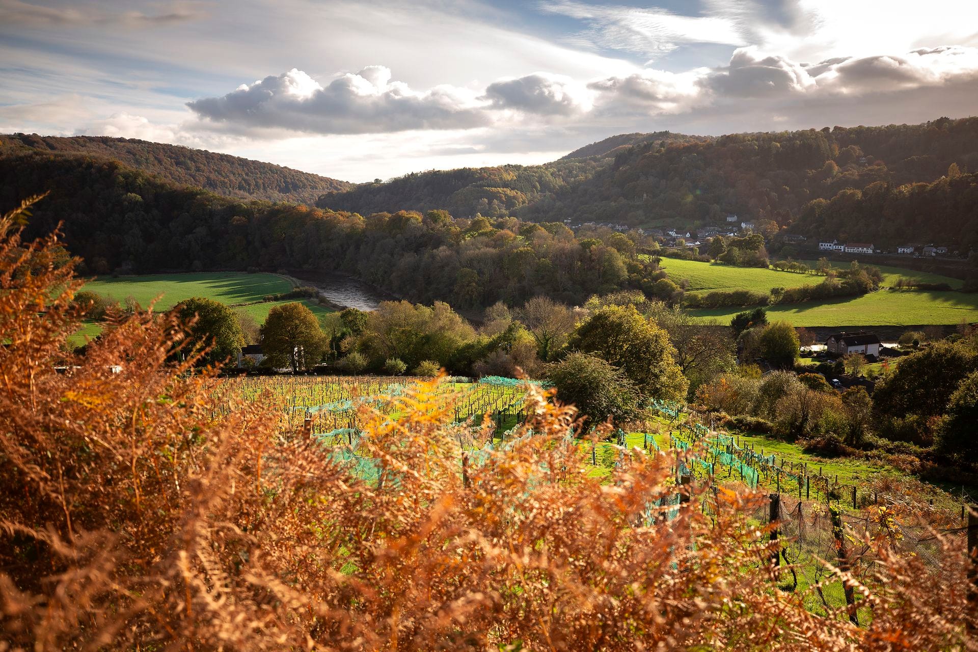 Aerial view over Parva Farm Vineyard's netted vine rows sloping down toward the River Wye at Tintern, framed by autumn bracken in the foreground and wooded hillsides of the Wye Valley beyond, with the village of Tintern visible across the river under a dramatic cloud-filled sky.