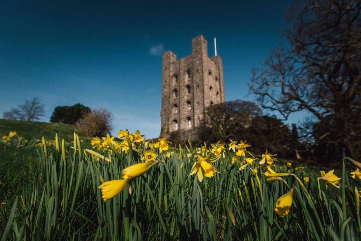 A low-angle view looking through a bright field of blooming yellow daffodils towards the towering stone neo-Norman keep of Penrhyn Castle under a clear blue sky, one of the most striking historic houses in Wales.