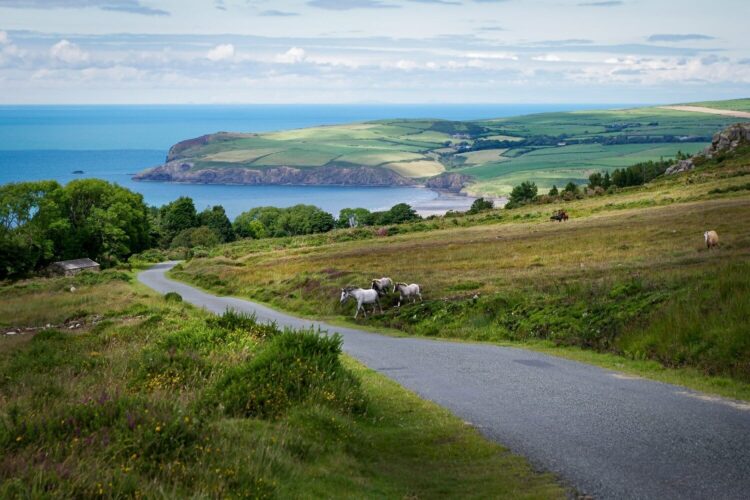 A winding country road curves through green hills, with ponies grazing on the grass. In the background, lush fields stretch towards cliffs and the blue sea—perfect for scenic days out in Pembrokeshire under a partly cloudy sky.