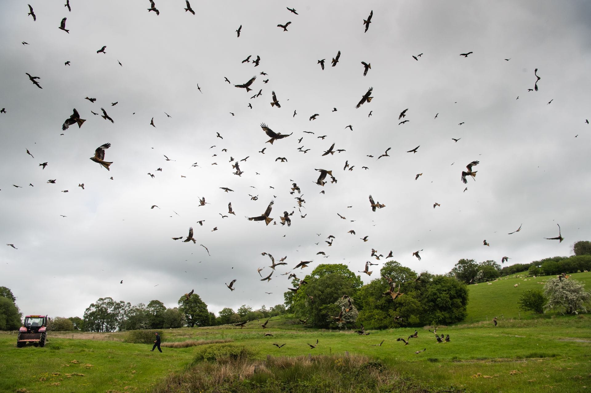 A large flock of red kites swooping and flying in a grey, cloudy sky over a lush green field. In the lower left corner, a person walks near a red tractor, surrounded by rolling hills and trees.