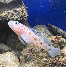 A small pale pink fish with orange spots swimming near rocks at Sea Mor aquarium