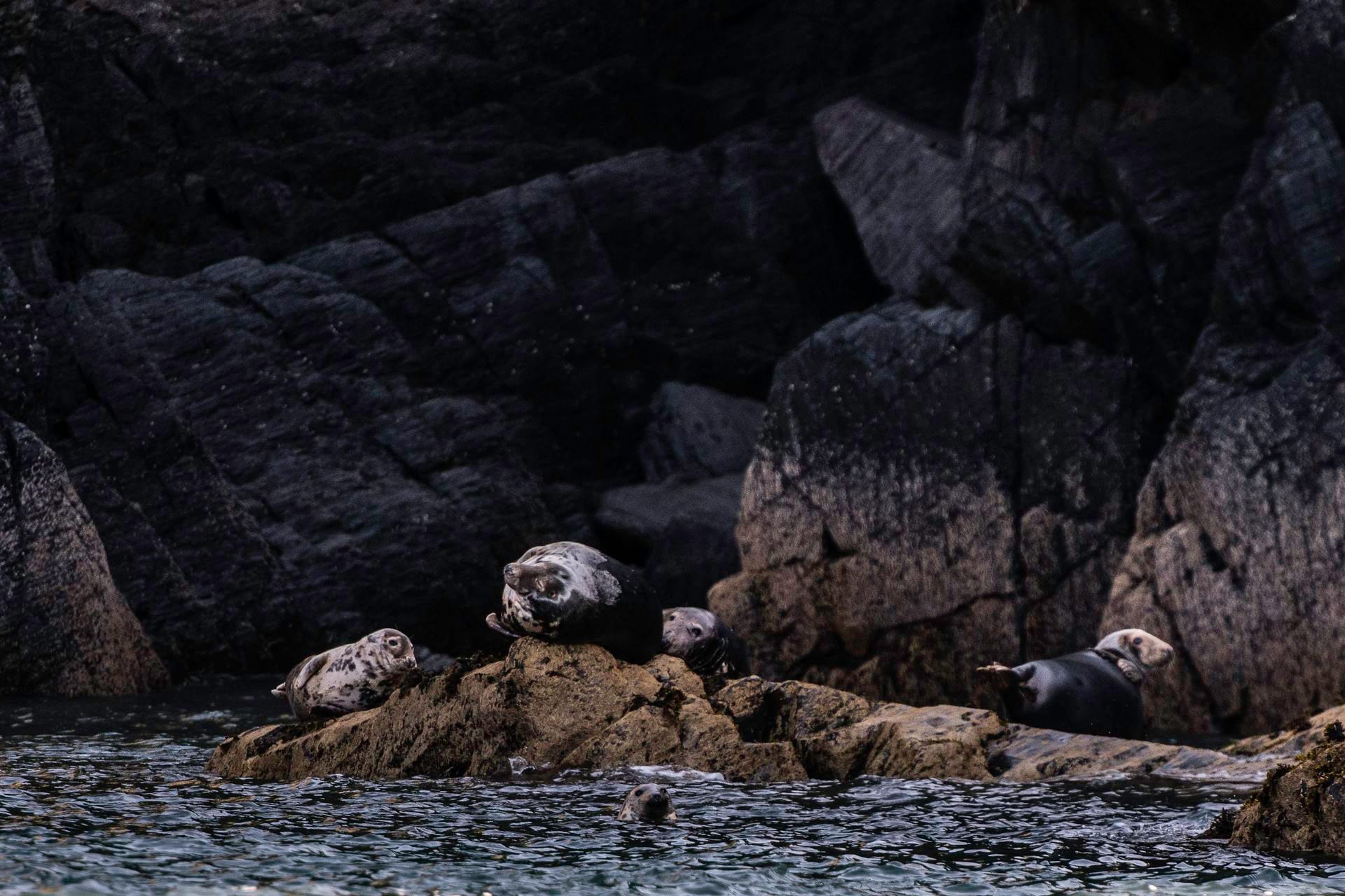 A view from the water towards a rocky outcrop in Cardigan Bay, where several grey seals are hauled out resting against the base of colossal, dark, stratified cliffs. This image illustrates a popular activity: seal spotting boat trips, which are one of the best things to do in Cardigan Bay with Kids.