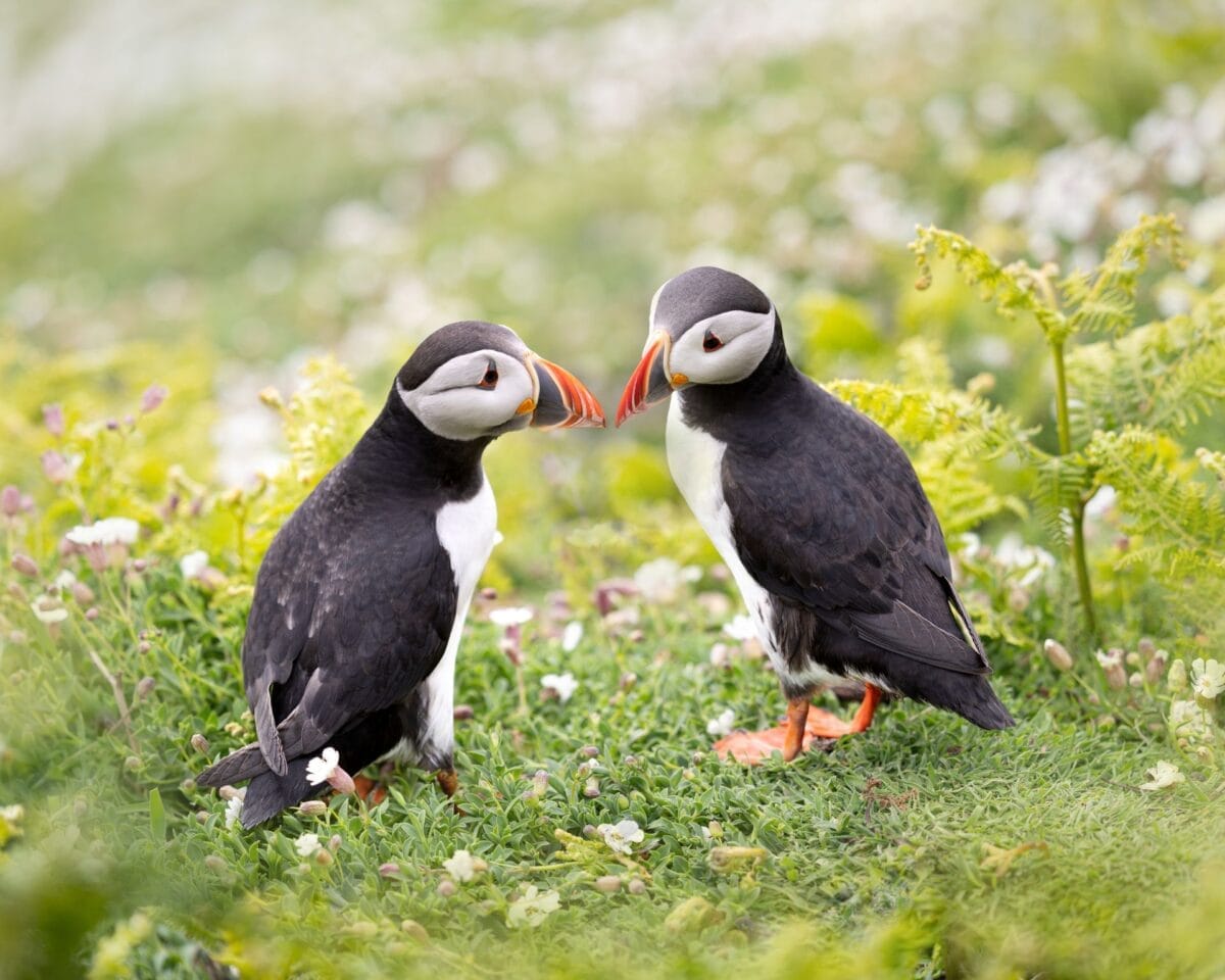 Two Atlantic puffins facing each other on a grassy clifftop dotted with small white wildflowers on Skomer Island, Pembrokeshire