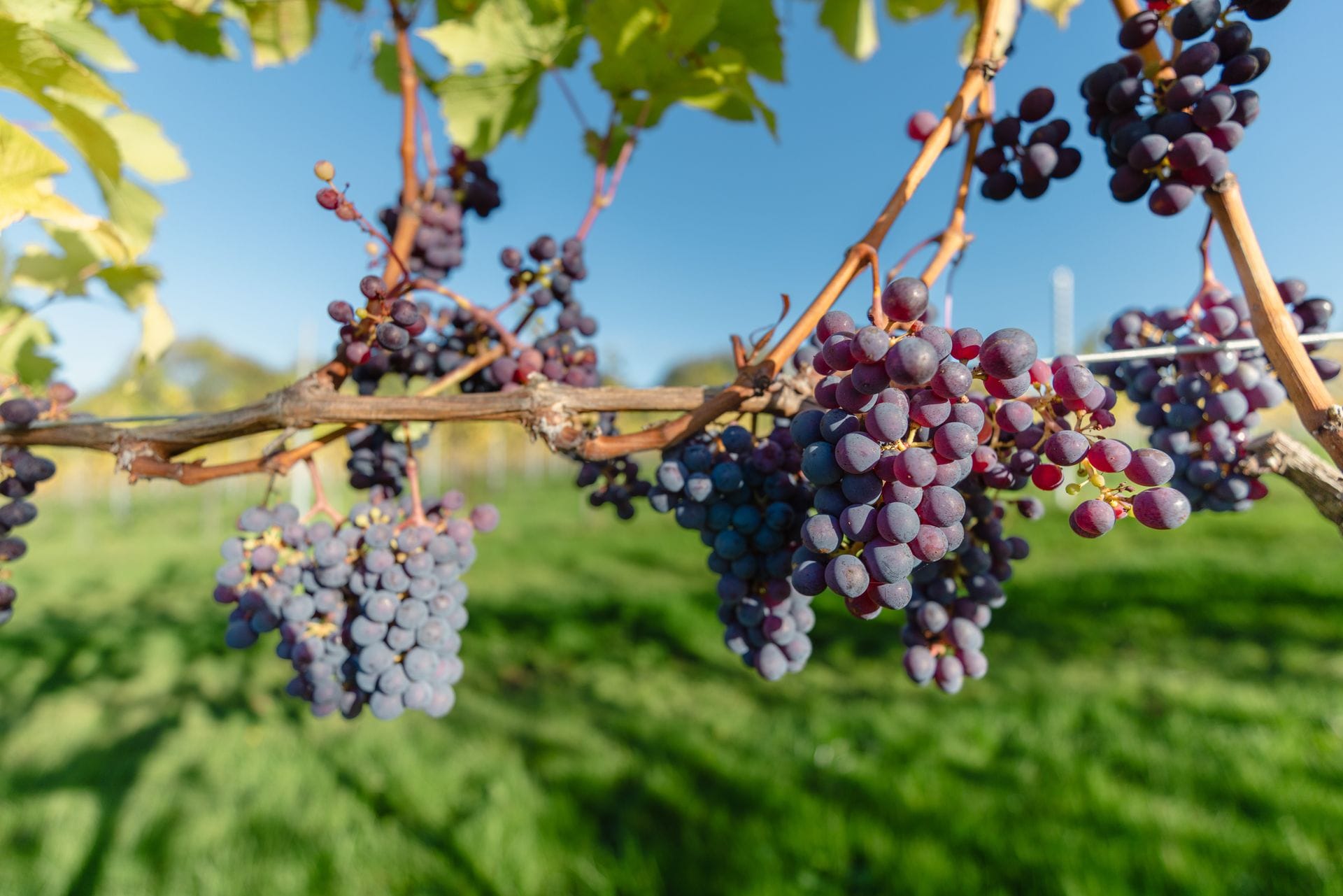 Close-up of ripening deep purple and red grape clusters hanging heavy on the vine at White Castle Vineyard, backlit by golden late-afternoon sunlight against a clear blue sky, with vineyard rows softly out of focus in the background.