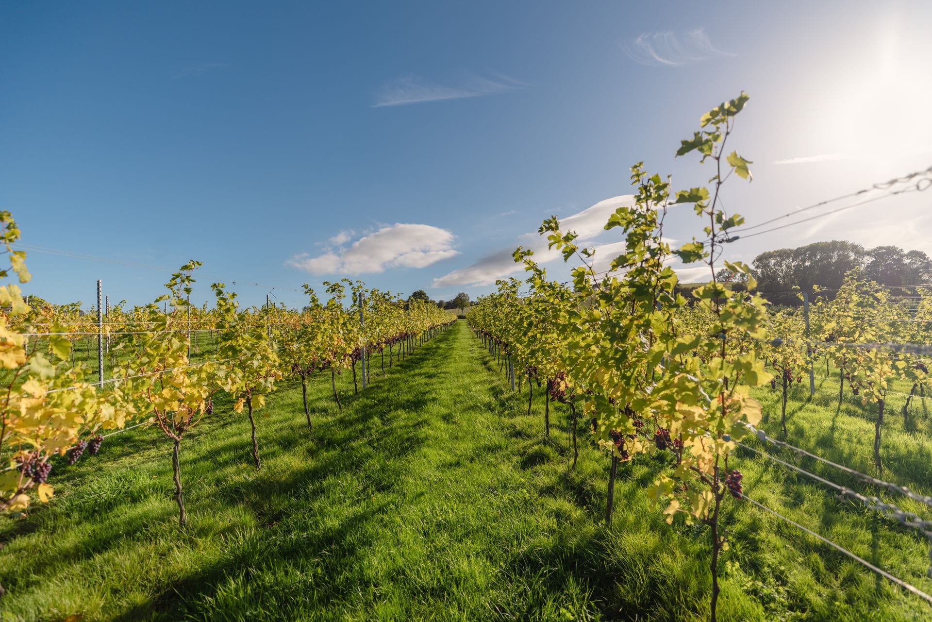A wide open view down a neatly-planted vineyard row at White Castle Vineyard on a sunny day, with young grape vines trained along low horizontal wires stretching to the horizon under a big blue Monmouthshire sky, sunlight flaring softly on the right.