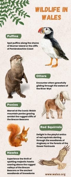 Wildlife in Wales: The Complete 2026 Spotting Guide