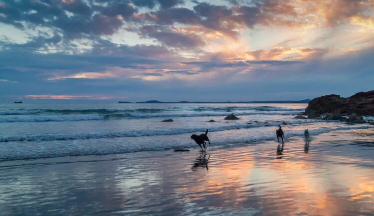 Three dogs play at the edge of the sea during sunset with colourful clouds, reflections on wet sand, and gentle waves in the background.