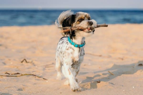 dog on a beach in Tenby holding a stick