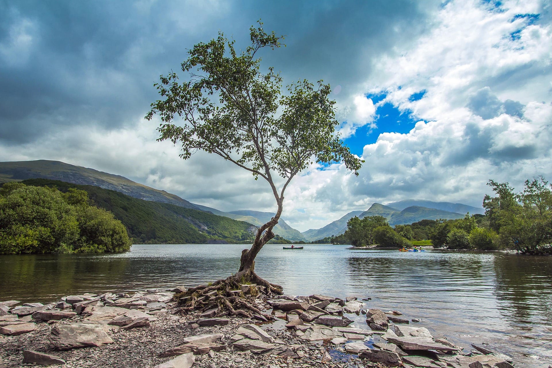 A lone tree with exposed roots stands on a rocky shoreline overlooking a calm, reflective lake. Lush green mountains rise in the background under a bright blue sky filled with dramatic white clouds
