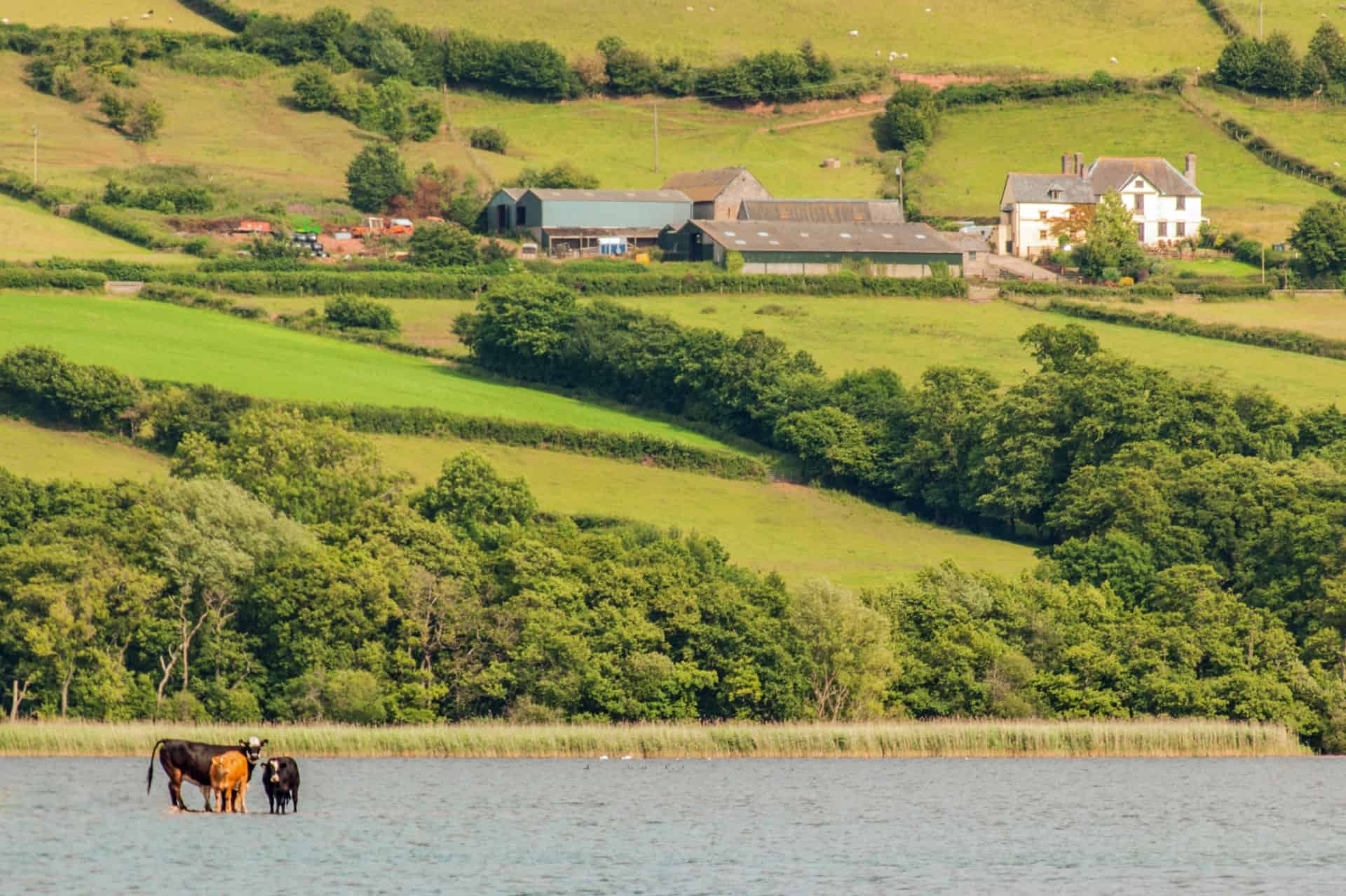 A picturesque rural landscape featuring traditional farm cottages in Wales, nestled among lush green rolling hills with a calm lake and cattle standing in the water in the foreground.