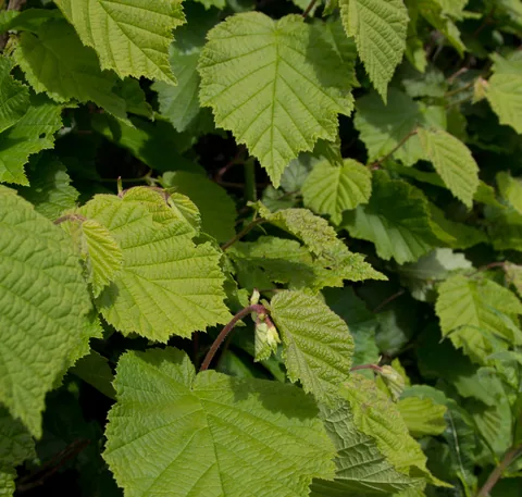 Close-up of bright green hazel leaves and emerging nuts on a native Welsh hedgerow in early summer sunlight.