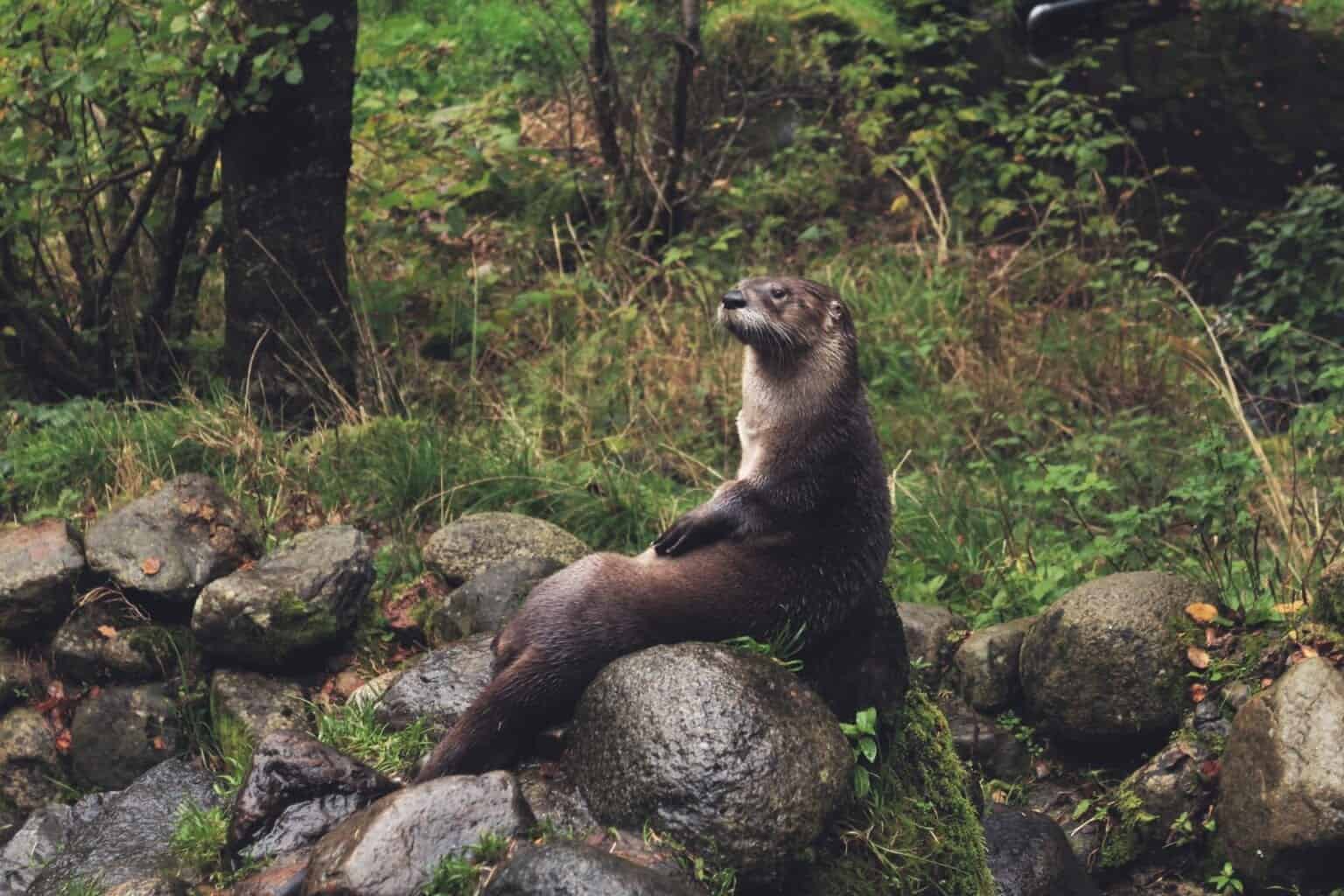 Wildlife in Wales: The Complete 2026 Spotting Guide