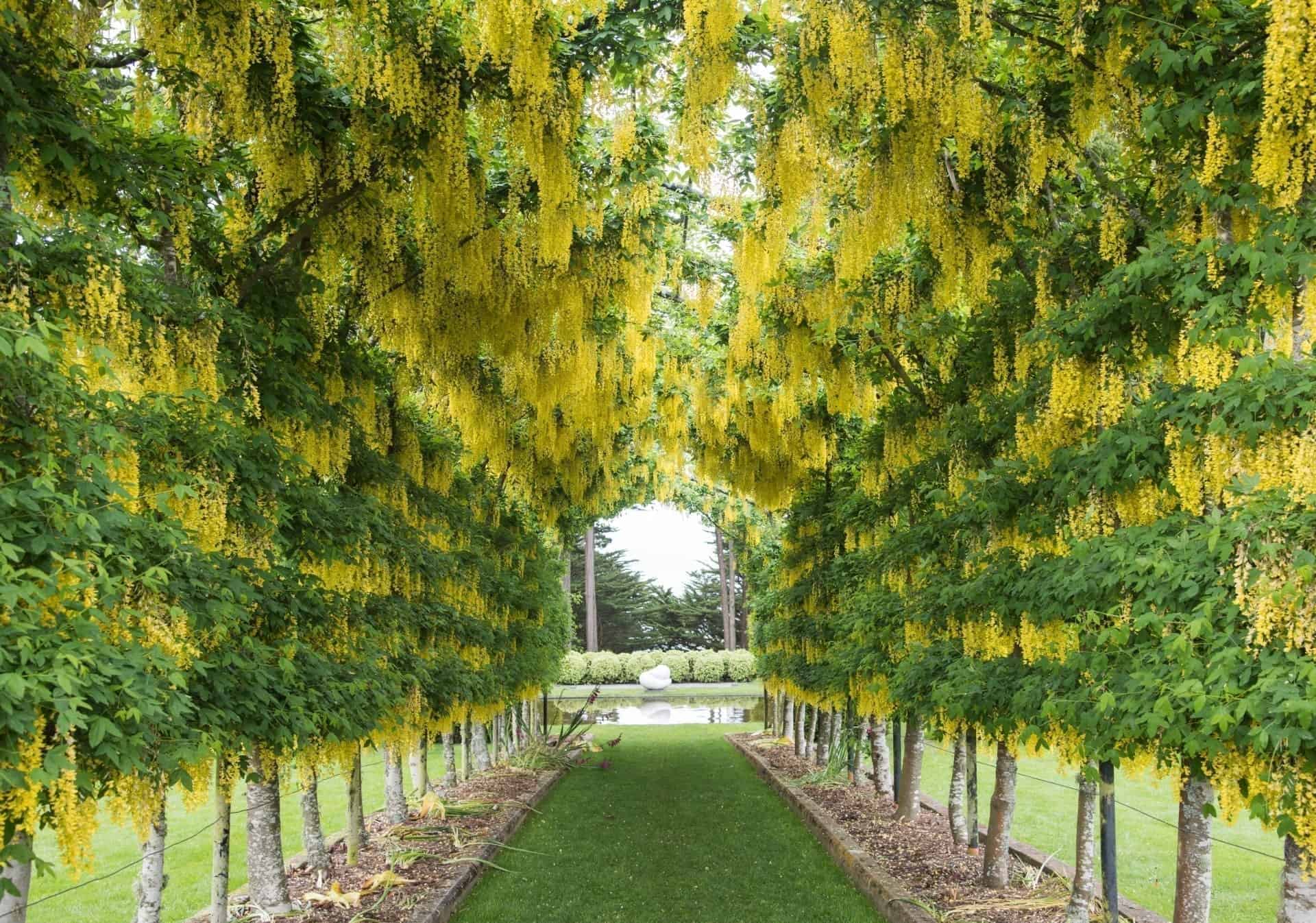 Laburnum Arch, Bodnant Gardens
