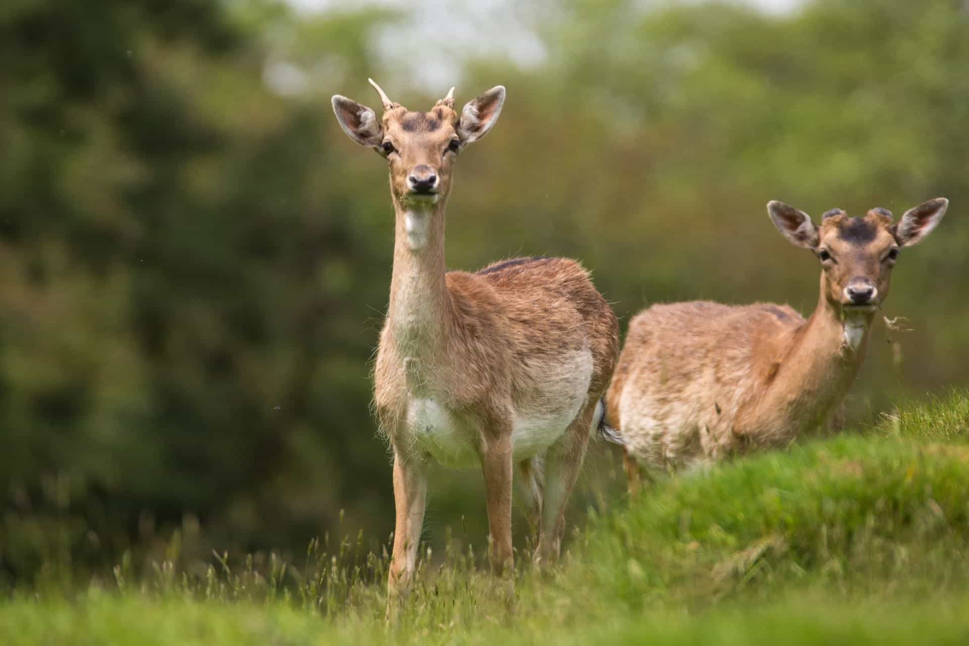 Two young deer with light brown spotted coats and small antlers standing in a grassy meadow at the National Trust Dinefwr estate, looking directly at the camera against a blurred green background.