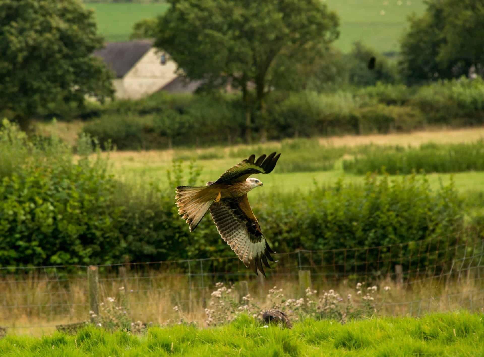 Red Kite in Flight