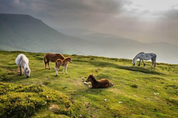 Wild Horses grazing in Bannau Brycheiniog (Brecon Beacons)