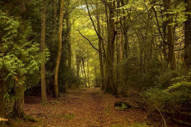 A path in the Forest of Dean covered with brown fallen leaves winds through tall green trees and dense foliage, bathed in soft, golden light filtering through the canopy.