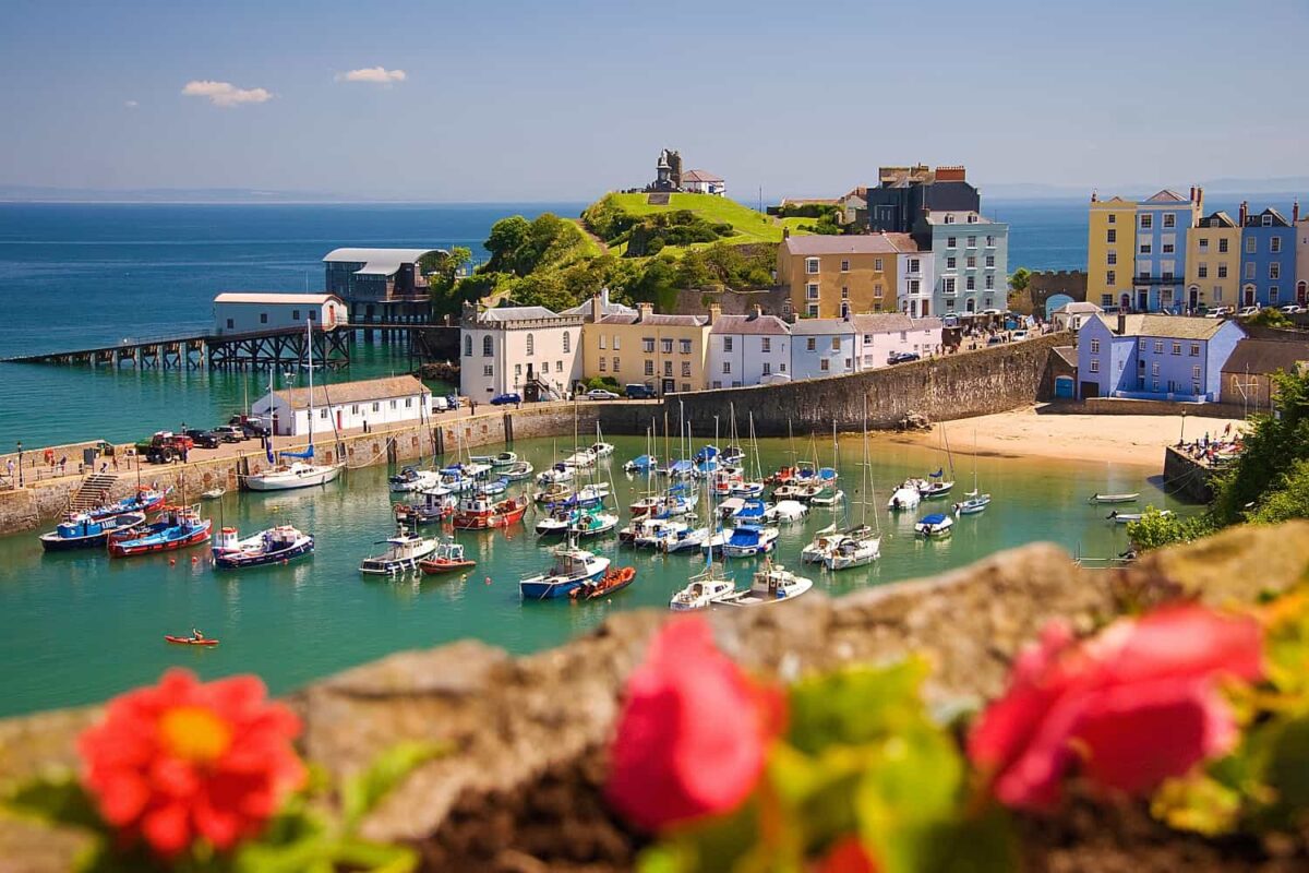 Looking down over a stone wall with out-of-focus pink summer flowers towards Tenby Harbour. The harbour is filled with small fishing and leisure boats, surrounded by a sandy beach, colourful historic townhouses, and a lush green headland under a clear blue sky.
