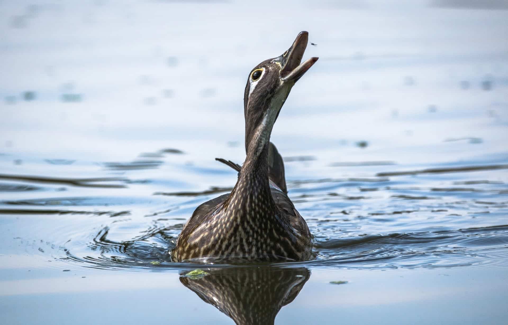 A dick in the water at Llanelli WWT Wetland Centre