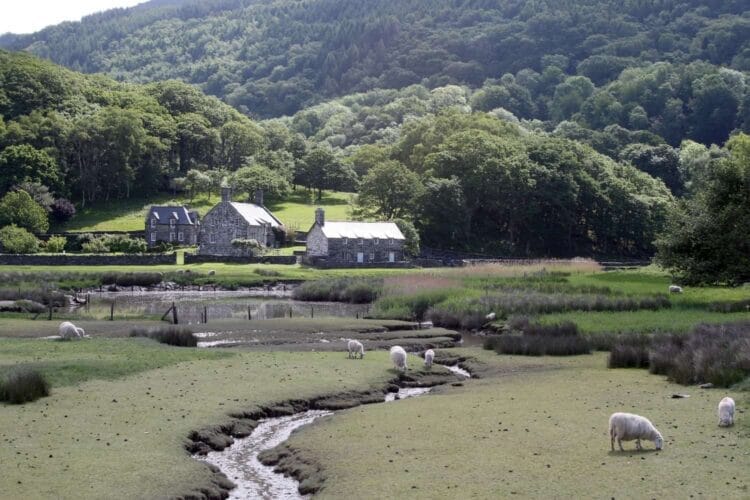 Sheep graze on green grass near a winding stream with two stone cottages, surrounded by dense, tree-covered hills under a clear sky
