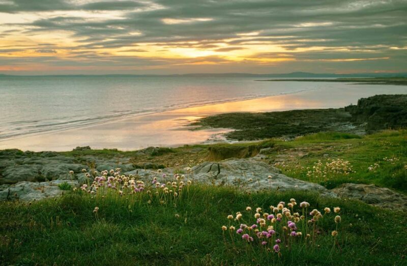 Wildflowers bloom on a grassy, rocky coastline at sunset, capturing the beauty of hiking on the Welsh coast. The cloudy sky glows with warm orange and yellow hues reflecting on calm water as gentle waves lap against the shore in the distance.