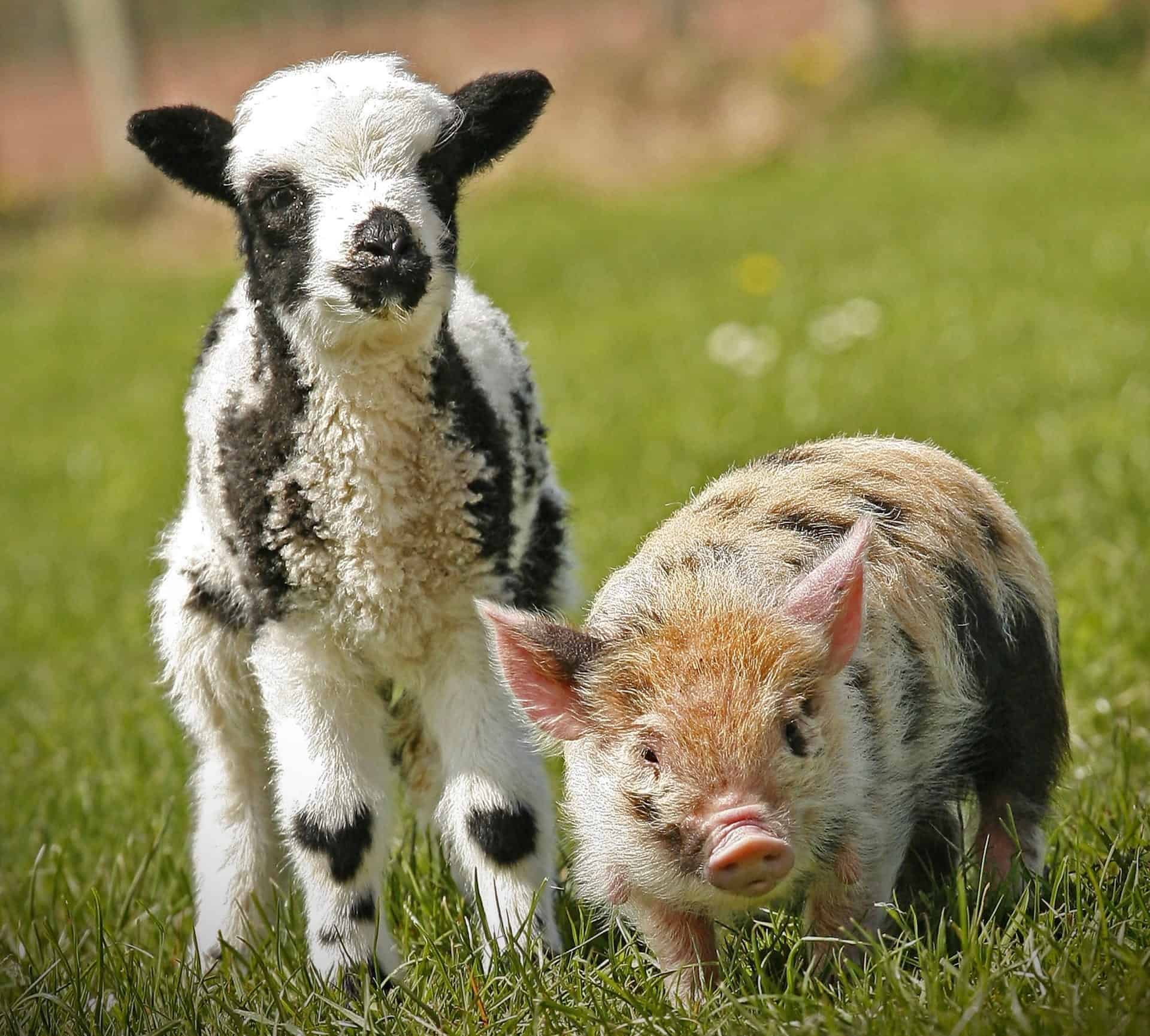Fun Things to Do in Wales for Kids - Cantref Adventure Farm
