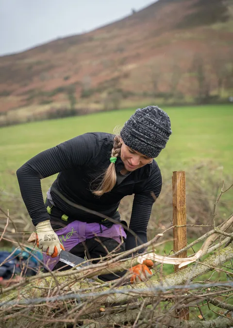 A volunteer wearing a woolly hat and work gloves cuts and lays a traditional hedgerow on a Welsh hillside, with green pasture and bracken-covered slopes behind her.
