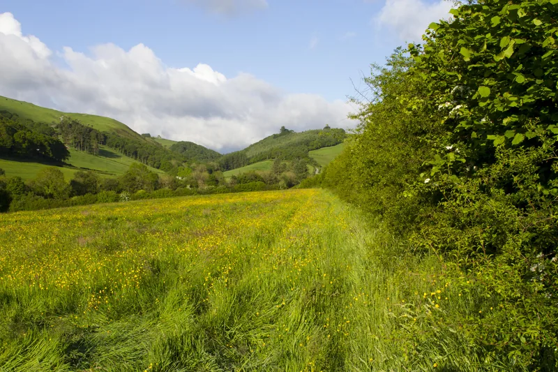 A green Welsh valley with a tall native hedgerow on the right running alongside a buttercup-filled meadow, with rolling hills under a blue and cloudy sky.